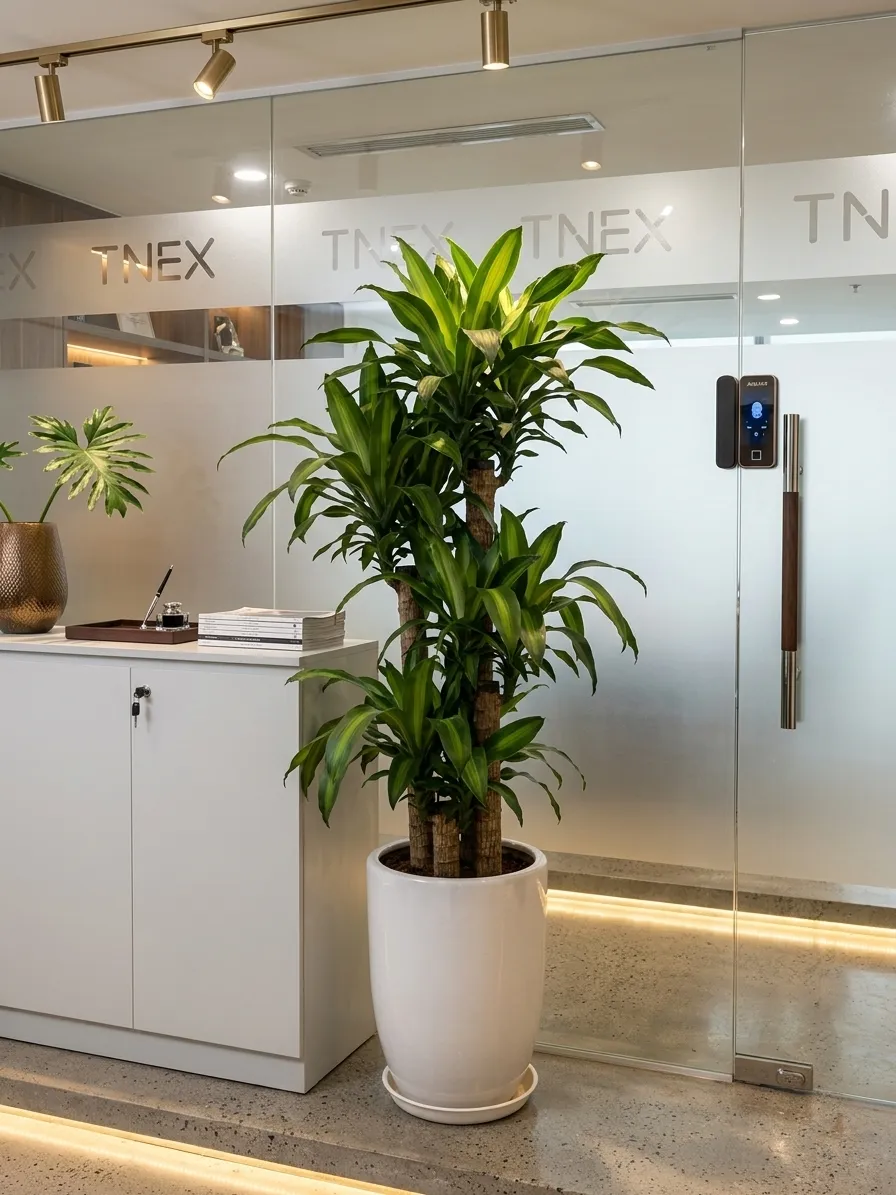 Cây Thiết Mộc Lan ghép _ Green Homes